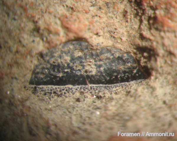 Гжельский карьер