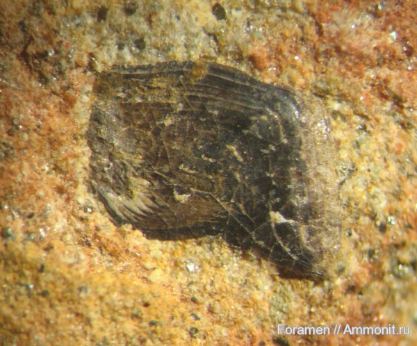 Гжельский карьер, чешуя