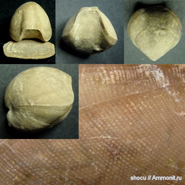 брахиоподы, ордовик, Вильповицы, Porambonites, Equirostra