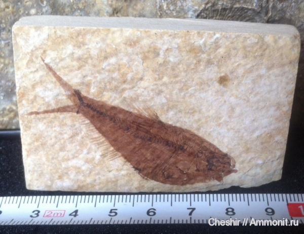 палеоген, эоцен, Khightia