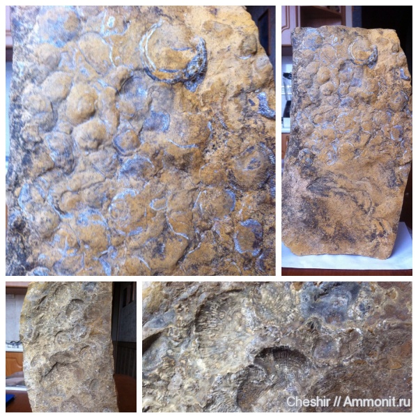 пермь, пермский период, Украина, плеченогие, Onniella meeki, Луганск, Байрачки, Permian