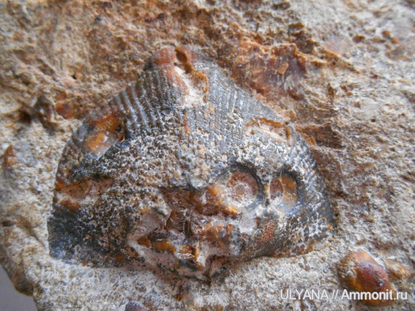 брахиоподы