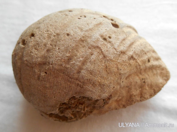 брахиоподы