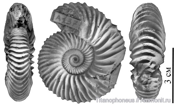 Нижегородская область, Costacadoceras, верхний бат, зона Cadoceras infimum, Costacadoceras pisciculus