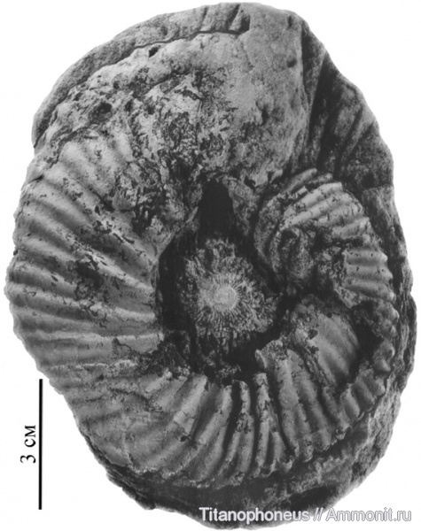 Paracadoceras, Нижегородская область, верхний бат, зона Cadoceras infimum, Paracadoceras infimum, Catacadoceras