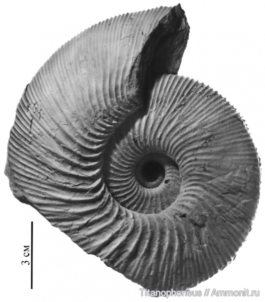 Kepplerites, Нижегородская область, верхний бат, зона Cadoceras infimum, Kepplerites svalbardensis