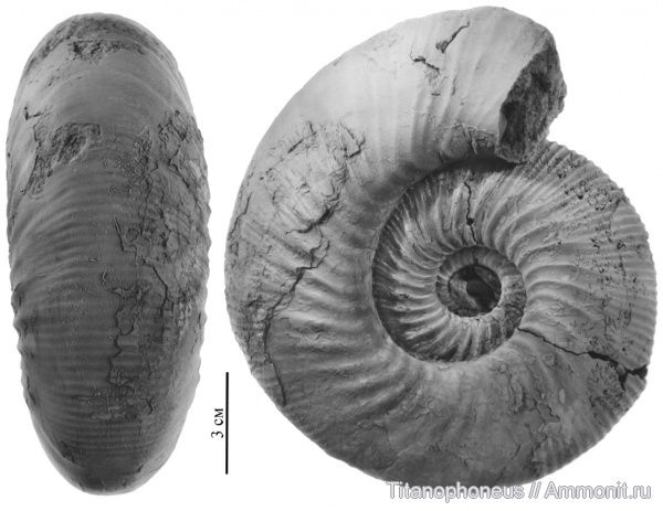 Kepplerites, Нижегородская область, верхний бат, зона Cadoceras infimum, Kepplerites svalbardensis