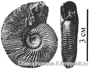 Kepplerites, Нижегородская область, Toricellites, верхний бат, зона Cadoceras infimum, Toricellites pauper