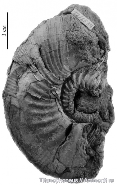 Kepplerites, Нижегородская область, верхний бат, зона Cadoceras infimum, Kepplerites svalbardensis