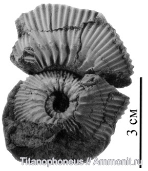 Kepplerites, Чувашия, Toricellites, верхний бат, зона Cadoceras infimum, Toricellites birkelundae