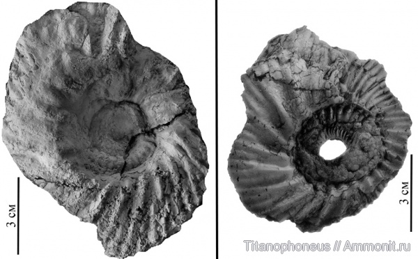 Чувашия, Paracadoceras, верхний бат, зона Cadoceras infimum, Catacadoceras, Paracadoceras sakharovi