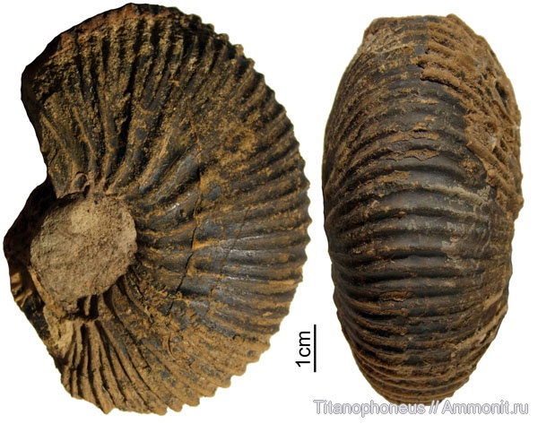 нижний келловей, Индия, Macrocephalites, Macrocephalites madagascariensis, Кач, Kachchh, Lower Callovian