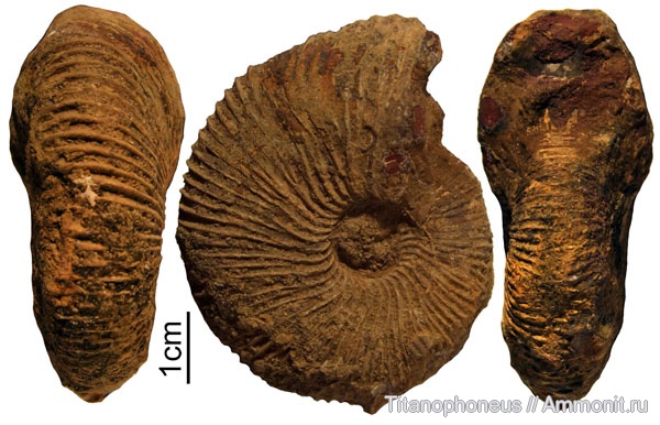 нижний келловей, Индия, Macrocephalites, Кач, Kachchh, Macrocephalites subtrapezinus, Lower Callovian