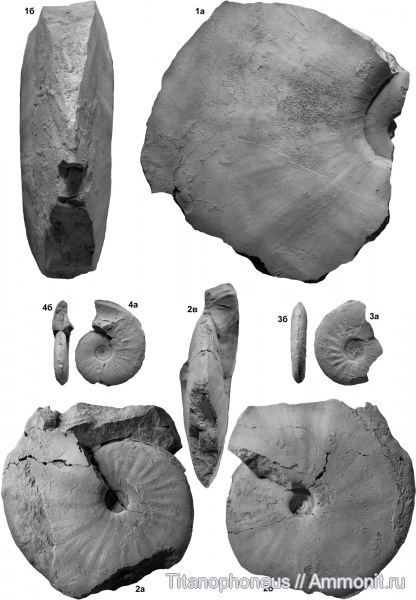 Dorsetensia, Куба, нижний байос