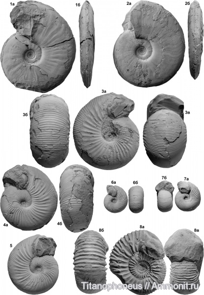 Dorsetensia, Куба, Chondroceras, нижний байос, Itinsaites