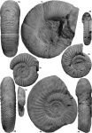 Аммониты подзоны Densicosta зоны Parkinsoni верхнего байоса разреза Хурукра