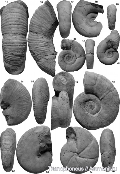 Calliphylloceras, Dinolytoceras, верхний байос, Pseudophylloceras, Nannolytoceras, Хурукра, Adabofoloceras