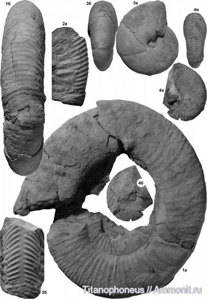 Parkinsonia, Calliphylloceras, верхний байос, нижний бат, Хурукра, Procerites, Adabofoloceras