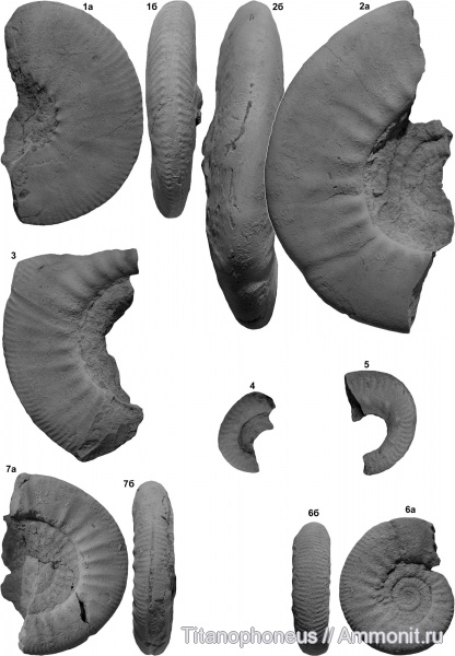 Kosmoceras, Brightia, Rossiensiceras, средний келловей, Indosphinctes, Anaplanulites, Subgrossouvria, Gulielmites, Kosmoceras obductum, Цудахар, Middle Callovian, Kosmoceras (Gulielmites) obductum, Indosphinctes choffati, Rossiensiceras evolutum, Brightia subnodosa, Anaplanulites nikitinoensis