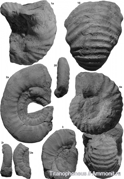 Erymnoceras, средний келловей, Цудахар, Okaites, Flabellia, Middle Callovian