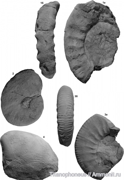 средний келловей, верхний келловей, Sublunuloceras, Flabellisphinctes, Pseudopeltoceras, Цудахар, Ceratomya, Middle Callovian