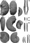 Аммониты и белемниты среднего и верхнего келловея разрезов Буртанимахи и Ташкапур