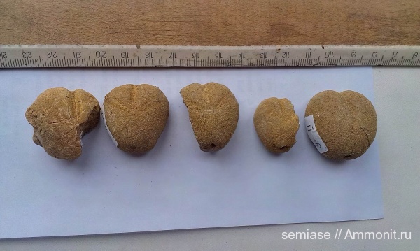 морские ежи, Крым, готерив, Echinoidea, Toxaster, Toxaster retusus, Echinodermata, spatangoida, Hauterivian, нижний готерив