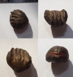 Ядро брахиоподы