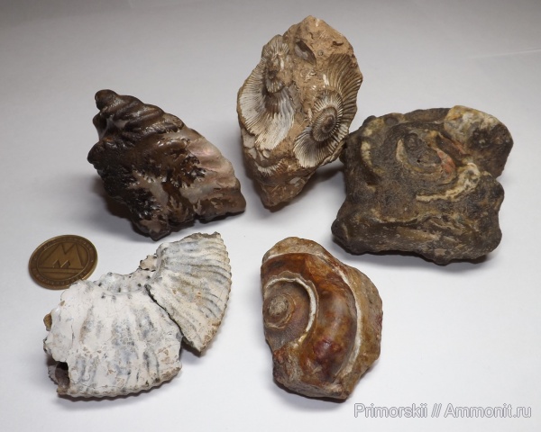 аммониты, гастроподы, Kosmoceras, Euomphalus, Quenstedtoceras, Perisphinctidae, Ammonites