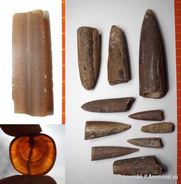 белемниты, belemnites