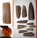 Ростры белемнитов