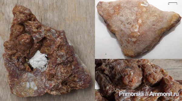 кораллы, ругозы, колониальные кораллы, Petalaxis, Rugosa