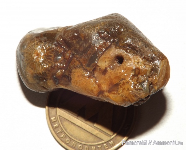 кораллы, ругозы, нижний карбон, Actinocyathus, Lonsdaleia, Rugosa