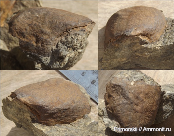 триас, Приморский край, анаптихи, Triassic