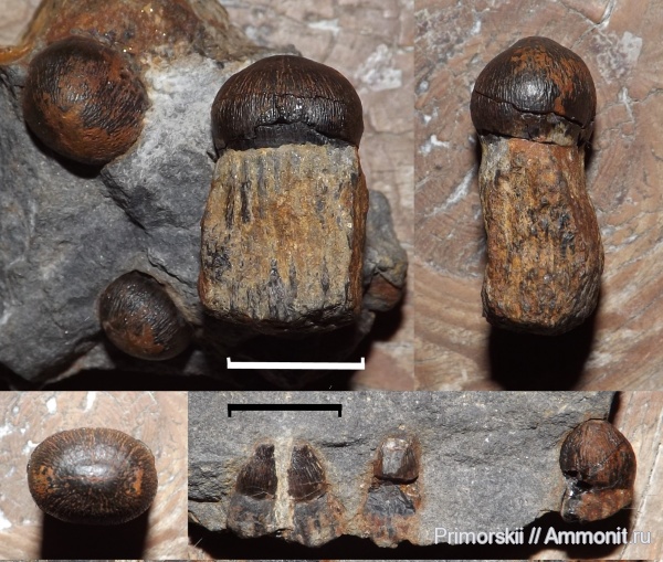 триас, водные рептилии, ихтиозавры, Приморский край, Ichthyopterygia, Tholodus, Triassic