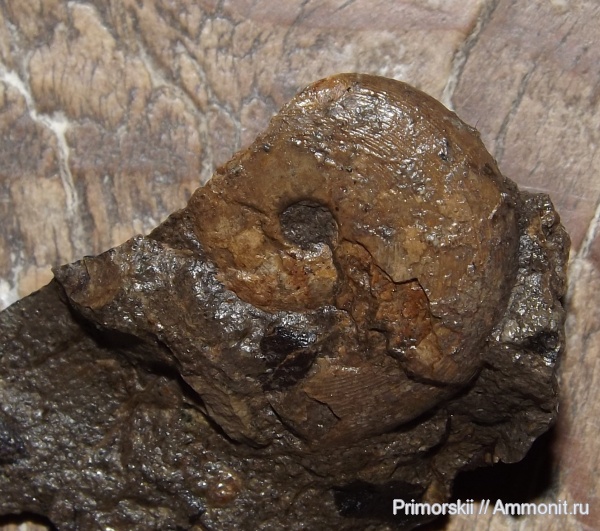 триас, Ceratitida, Приморский край, цератиты, Parasturia primorica, Triassic