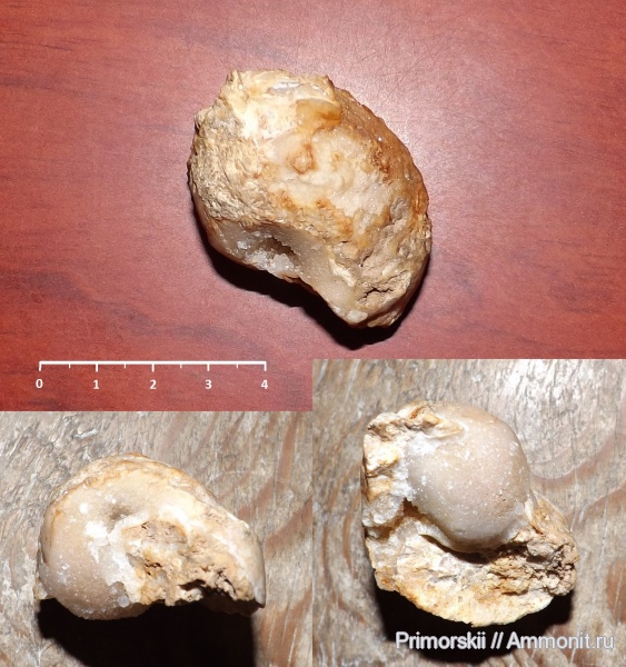 гастроподы, карбон, беллерофоны, Bellerophon, Gastropoda