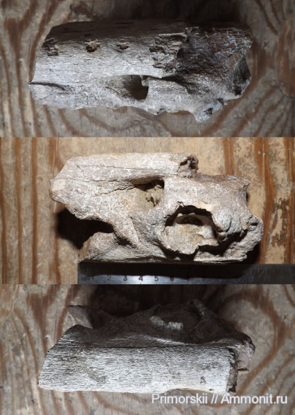 мозазавры, Саратов, Саратовская область