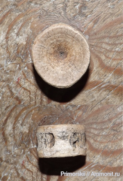 рыбы, Саратов, Саратовская область, fish