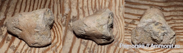 мозазавры, Саратов, Саратовская область