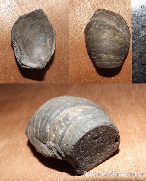 грифеи, Кимры, р. Волга