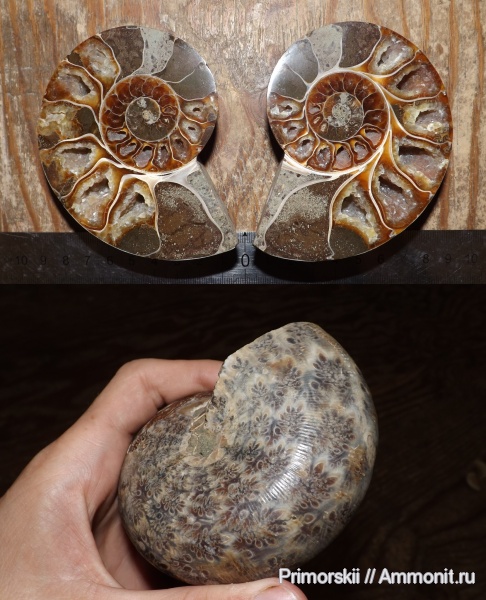 Мадагаскар, Euphylloceras, лопастные линии, Phylloceratidae