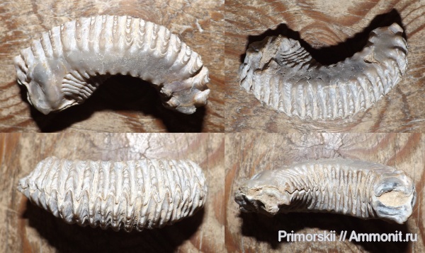 мел, двустворчатые моллюски, Мадагаскар, устрицы, Rastellum, Cretaceous