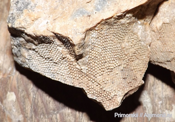 карбон, мшанки, Fenestella