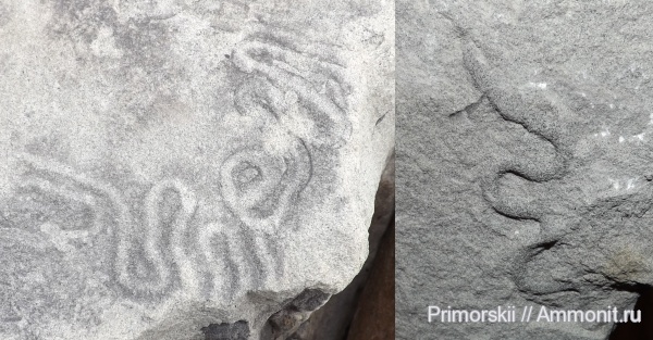 ихнофоссилии, Приморский край