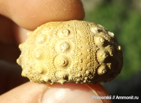 морские ежи, иглокожие, юра, Acrosalenia, Acrosalenia lamarcki, Jurassic