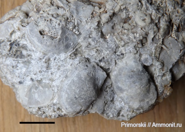 брахиоподы, карбон, Neochonetes, Chonetida