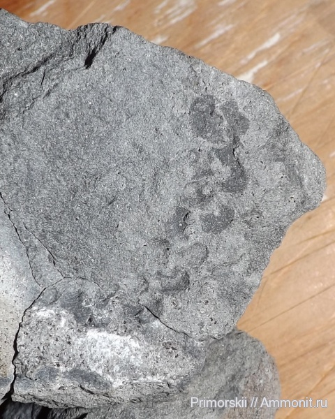 триас, ихнофоссилии, Приморский край, Neonereites biserialis, Nereites, Triassic