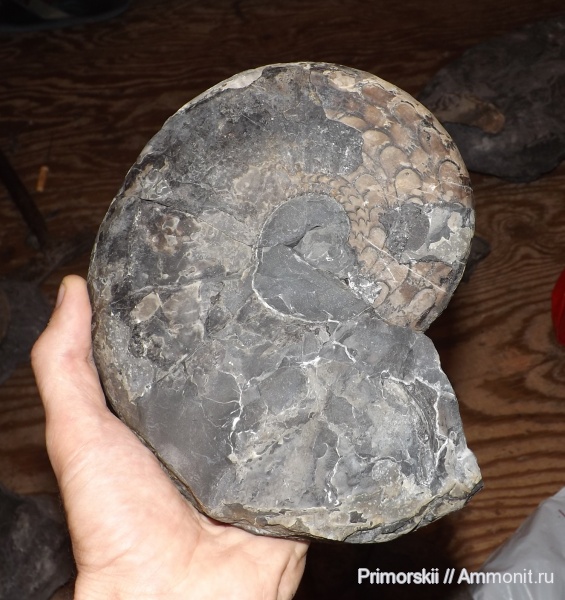 триас, Ceratitida, Приморский край, цератиты, Meekoceras, Triassic