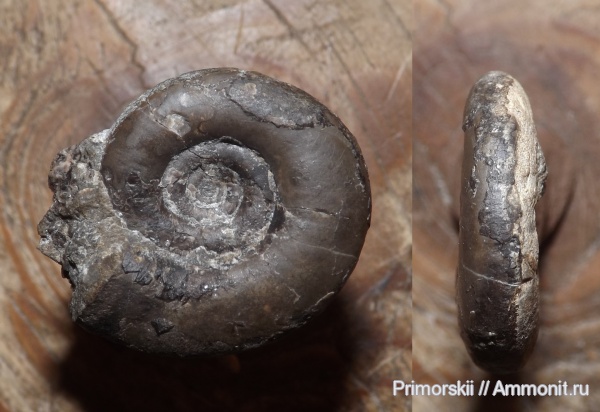 триас, Ceratitida, Приморский край, цератиты, Dieneroceras, Dieneroceras chaoi, Triassic